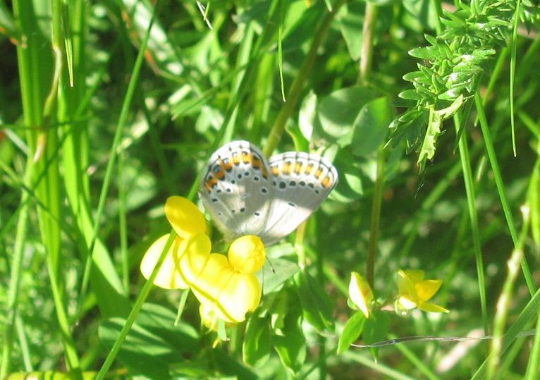 Plebejus argyrognomon